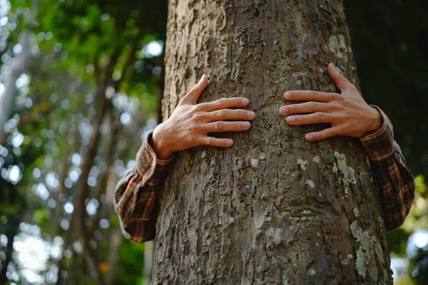 Руки Человека Касаются Зеленых Деревьев Тропических Лесах Обнимать Дерево Защищать Стоковое Фото