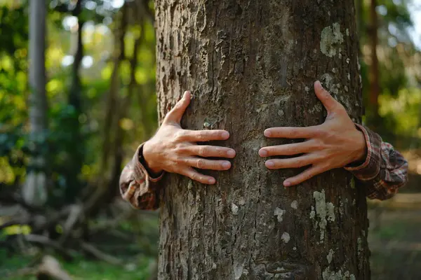 Ludzkie Dłonie Dotykające Zielonego Lasu Lasach Tropikalnych Drzewa Przytulającego Lub Obrazy Stockowe bez tantiem