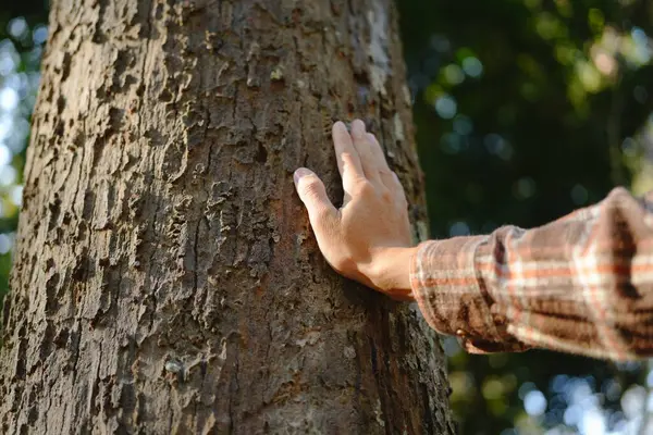 Руки Человека Касаются Зеленых Деревьев Тропических Лесах Обнимать Дерево Защищать Лицензионные Стоковые Изображения