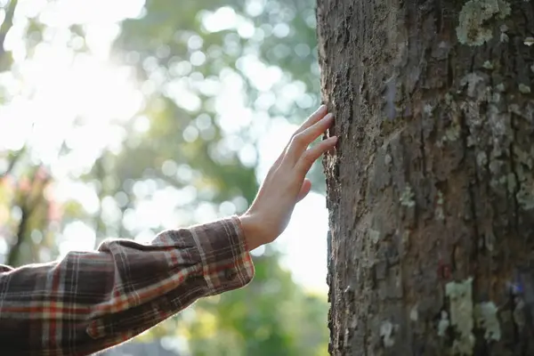 Manos Humanas Tocando Bosque Verde Arbóreo Las Maderas Tropicales Abrazar Fotos De Stock