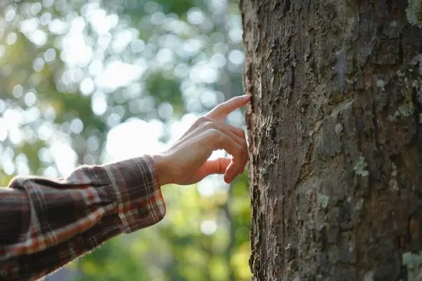 Руки Человека Касаются Зеленых Деревьев Тропических Лесах Обнимать Дерево Защищать Лицензионные Стоковые Изображения