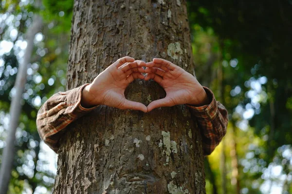 Руки Человека Касаются Зеленых Деревьев Тропических Лесах Обнимать Дерево Защищать Стоковое Изображение