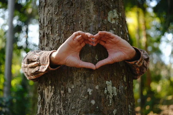 Руки Человека Касаются Зеленых Деревьев Тропических Лесах Обнимать Дерево Защищать Стоковое Изображение