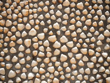 Duvardaki deniz kabuğu dokusu