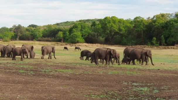 Elefantes Parque Nacional Mineriya Sri Lanka — Vídeo de stock