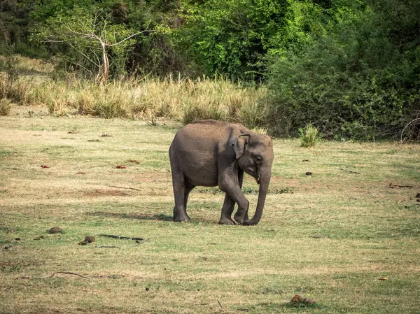 Elefanten Mineriya Nationalpark Sri Lanka — Stockfoto