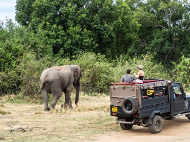 11 Eylül - Sri Lanka 'daki Mineriya Milli Parkı' nda 2023 Mineriya (Sri Lanka) filleri