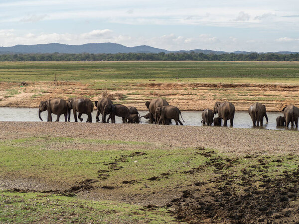 Elephants in the Mineriya National Park in Sri - Lanka