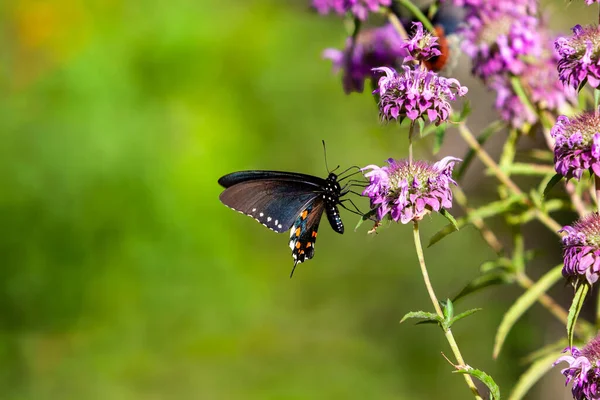 Siyah Mavi Doğu Kaplanı Kelebek Kelebeği Mor Bir Deve Dikeni — Stok fotoğraf