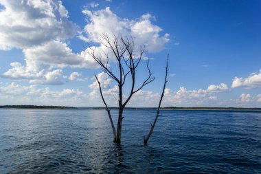 Eski ve ölü ağaç gövdeleri mavi gölün altında parçalı bulutlu mavi gökyüzü ile doluyor..