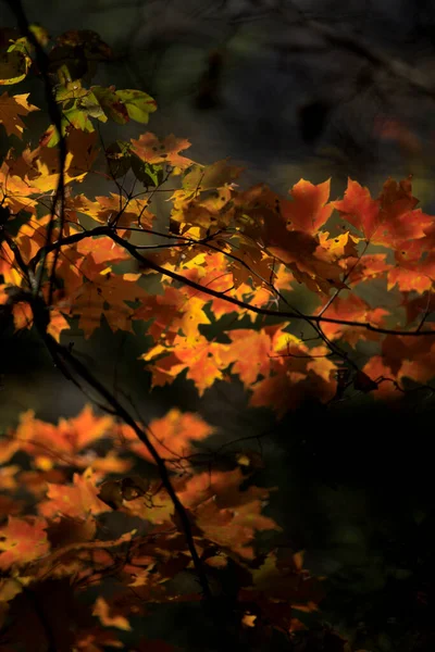 Flache Schärfentiefe Der Hinterleuchteten Bunten Roten Orangen Und Gelben Blätter — Stockfoto