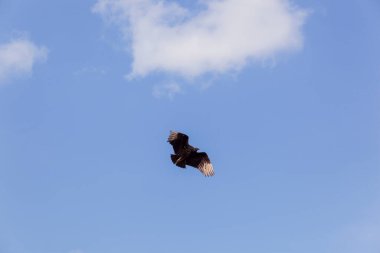 Mavi gökyüzünde uçan bir Amerikan Kara Akbabası