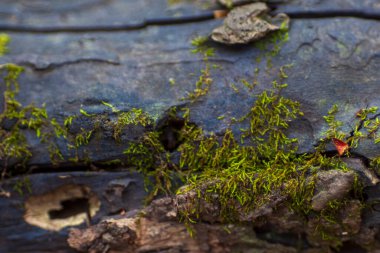 Siyah ahşap kütükte yeşil yosun