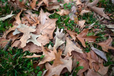 Kahverengi yeşil çimenlerin üzerinde bırakır.