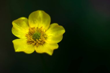 Ranunculus ampulü, Bulbous Buttercup, siyah arka planda balmumu görünümlü küçük sarı bir çiçek. Shelby Çiftlik Parkı, Memphis, TN 'de Wolf River' da çekildi. 3 Mayıs 2022. Fotoğrafçı Derek Broussard 