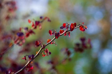 Lşık Ormanı Pansy Redbud, cercis canadensis, olgunlaşan kestane rengi