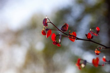 Lşık Ormanı Pansy Redbud, cercis canadensis, olgunlaşan kestane rengi