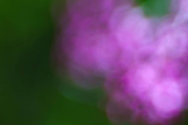 Çiçek ve yaprakların bulanık arkaplanı