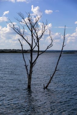 Eski ve ölü ağaç gövdeleri mavi gölün altında parçalı bulutlu mavi gökyüzü ile doluyor..