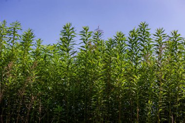 Mavi gökyüzü ve çiçeklerle aydınlatılmış uzun yeşil çimenler.
