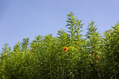 Mavi gökyüzü ve çiçeklerle aydınlatılmış uzun yeşil çimenler.