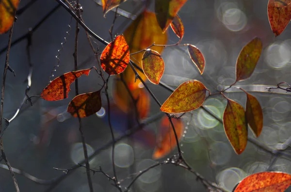 Stromě Visí Listí Osvětlené Zezadu — Stock fotografie
