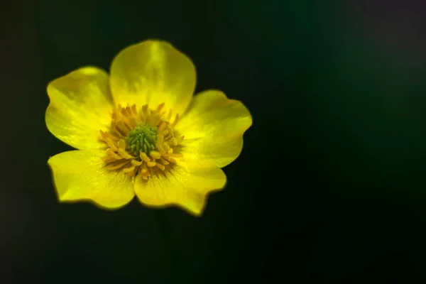 Macro Shot Ranunculus Bulbosus Bulbous Buttercup Uma Pequena Flor Amarela — Fotografia de Stock