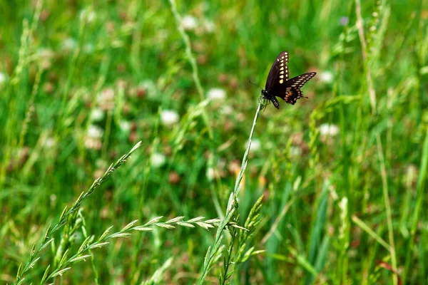 Mariposa Negra Amarilla Sobre Hierba Trigo Alta — Foto de Stock
