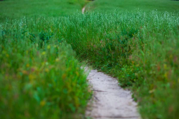 山地自行车和慢跑的泥土小径蜿蜒穿过一片绿草繁茂的田野 — 图库照片