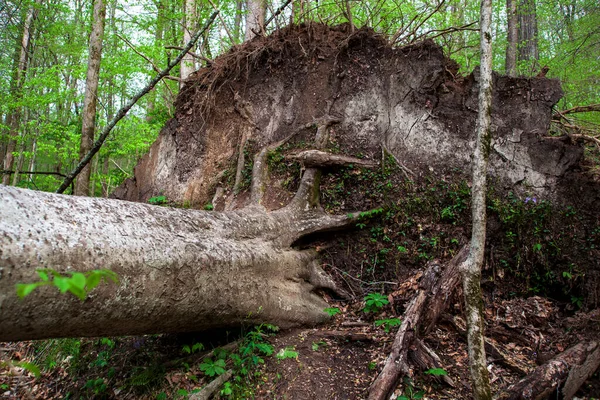 Падшее Дерево Лесу — стоковое фото