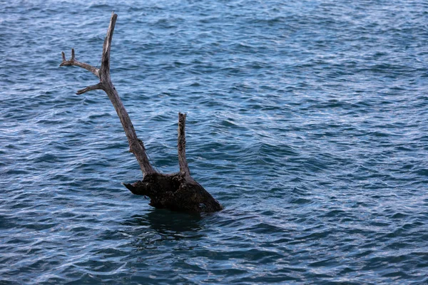 青い湖に浸水した古木の幹と死んだ木 — ストック写真