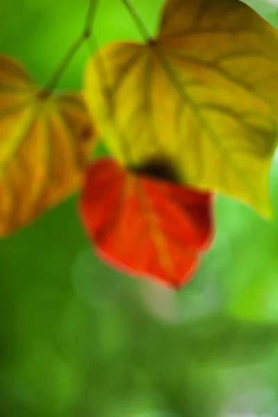 Rozmazaný Obraz Listí Měnící Barvy Zelené Červenou Podzim — Stock fotografie