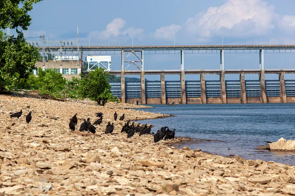 Rastro Abutres Negros Costa Rio Tennessee Hidroelétrica Pickwick Landing Barragem — Fotografia de Stock