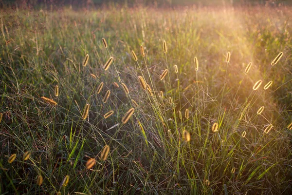 Close Shot Back Lit Wheat Grass Fall Time Starts — Stock Photo, Image