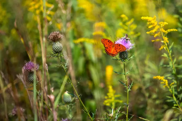明亮的橙色海湾蝴蝶或激情蝴蝶和一只大黄蜂坐在紫色的花朵上 周围环绕着黄色的花朵 图库照片