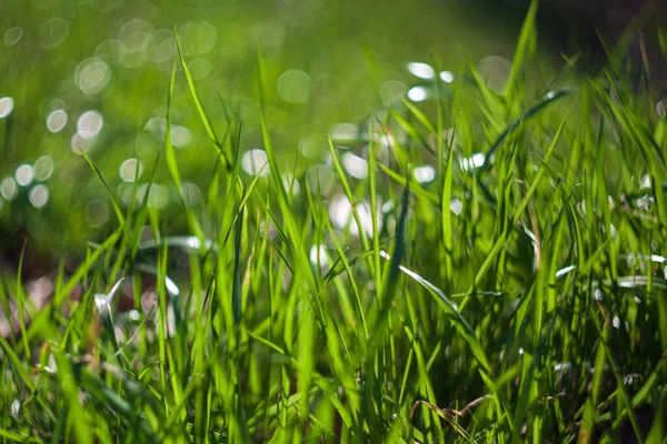 Close Green Grass Bokeh Background — Stock Photo, Image