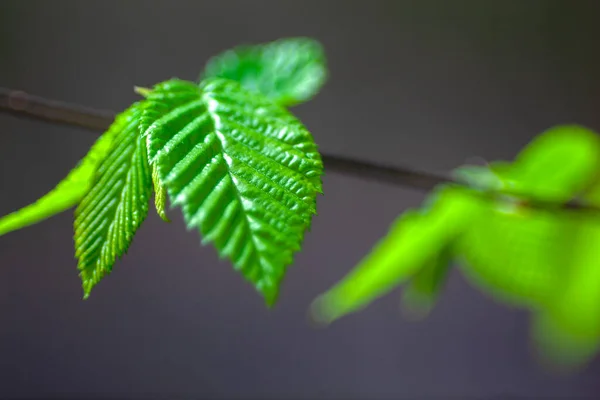 Stock image Back lit Green leaves sprouting in spring