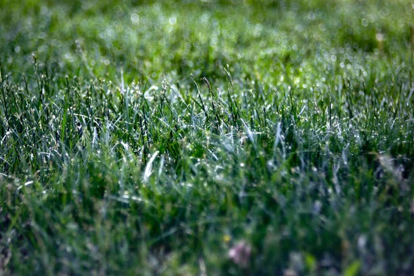 一片片绿草上的雨滴 — 图库照片