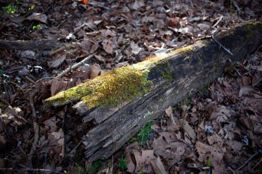 Bir kütükte yeşil yosun