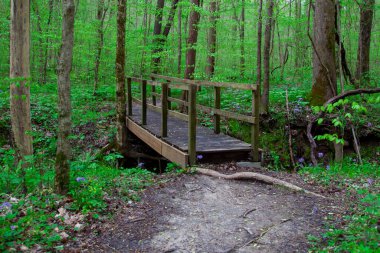Toprak yol ve ormandaki ağaçtan bir köprü yemyeşil ağaçlar ve yapraklarla