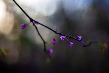 Lşık Ormanı Pansy Redbud, cercis canadensis, olgunlaşan kestane rengi