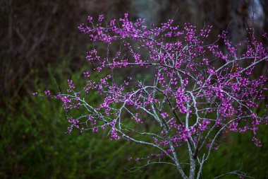 İlkbaharda açan mor kırmızı tomurcuk ağaçları