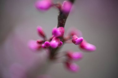İlkbaharda açan mor kırmızı tomurcuk ağaçları