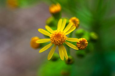 Sarı Rosinweed baharda çiçek açıyor
