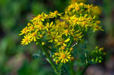 Sarı Rosinweed baharda çiçek açıyor