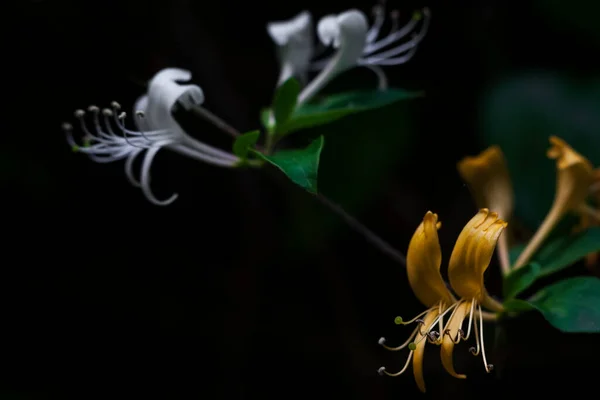 Lonicera Japonica Flores Madressilva Japonesas Selvagens Florescendo Primavera — Fotografia de Stock