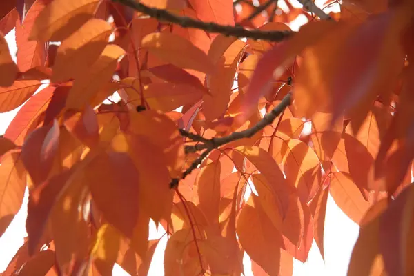 Fotografie Oranžových Listů Ozářených Zezadu — Stock fotografie