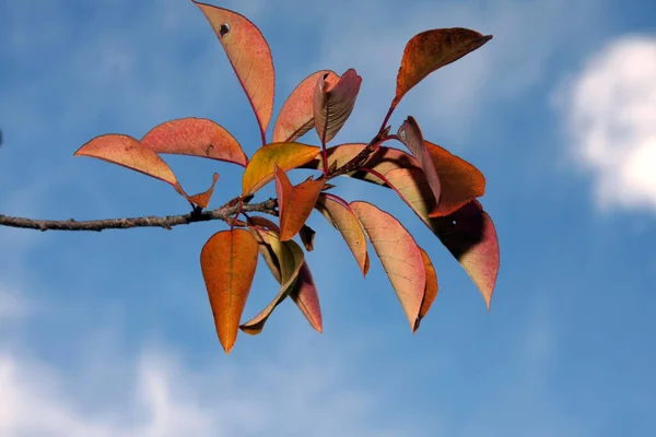 Listy Měnící Barvu Pro Podzim Modrým Pozadím Oblohy — Stock fotografie