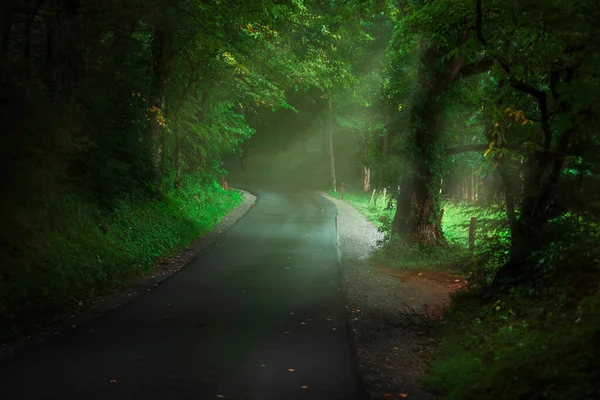 Une Lueur Lumière Brille Sur Une Route Traversant Une Forêt — Photo
