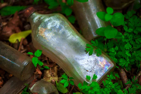 Ormanda yeşil yapraklarla çevrili temiz cam şişeler var.